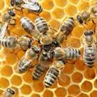 Bijen met honing