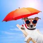Hond met een zonnebril en paraplu