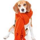 Hond met sjaal