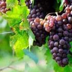 Paarse druiven