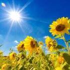 Gebied van de zonnebloemen