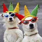 Honden met zonnebrillen en hoeden