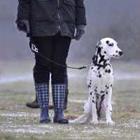 Walking Dalmatische hond